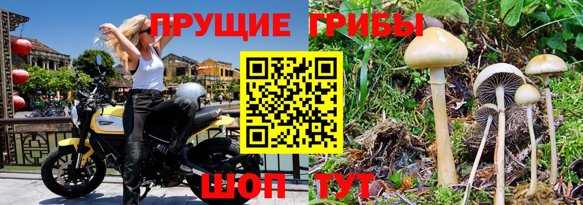 Псилоцибиновые грибы мицелий Лосино-Петровский